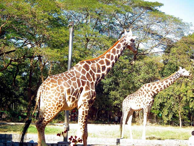 5 Most Popular Zoos in India